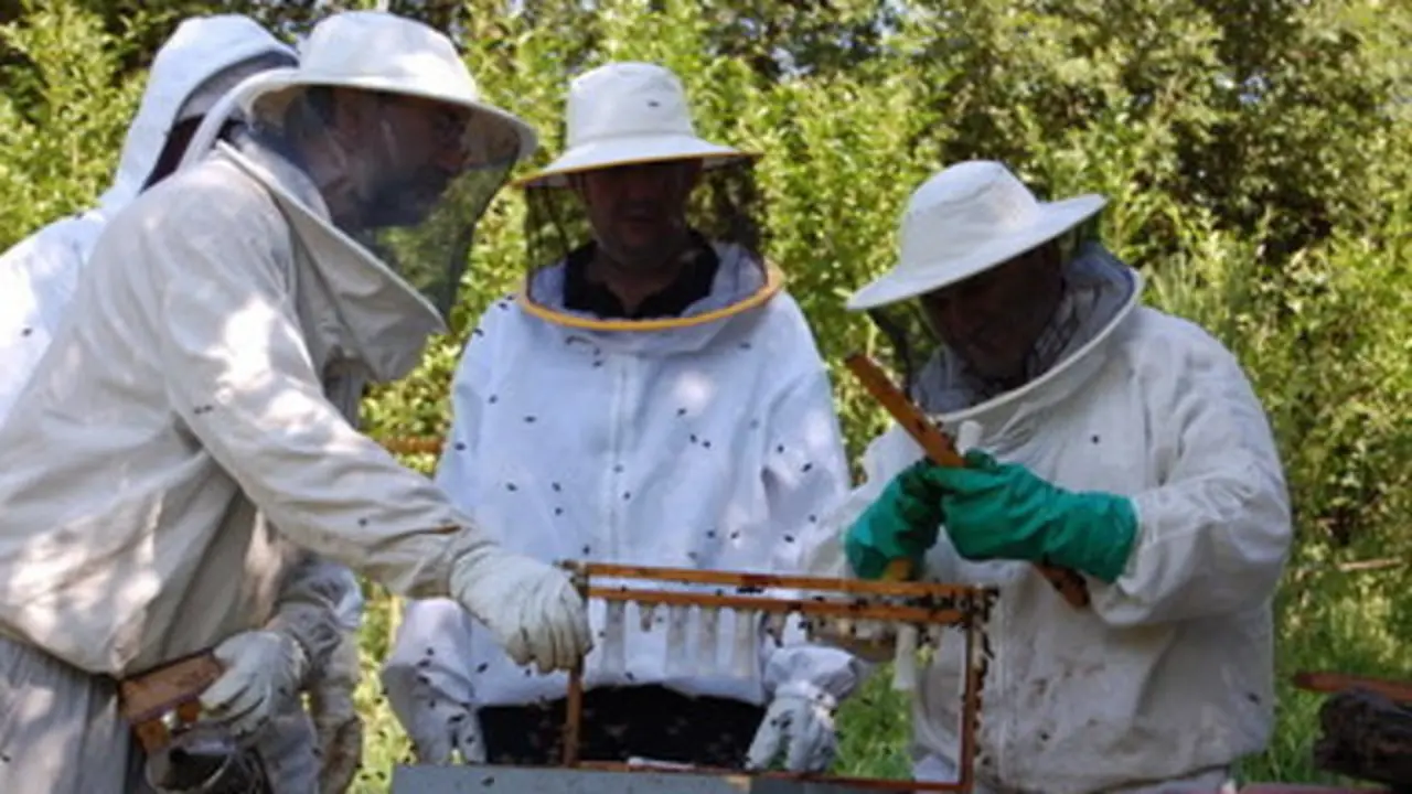 Apicultores. AEP