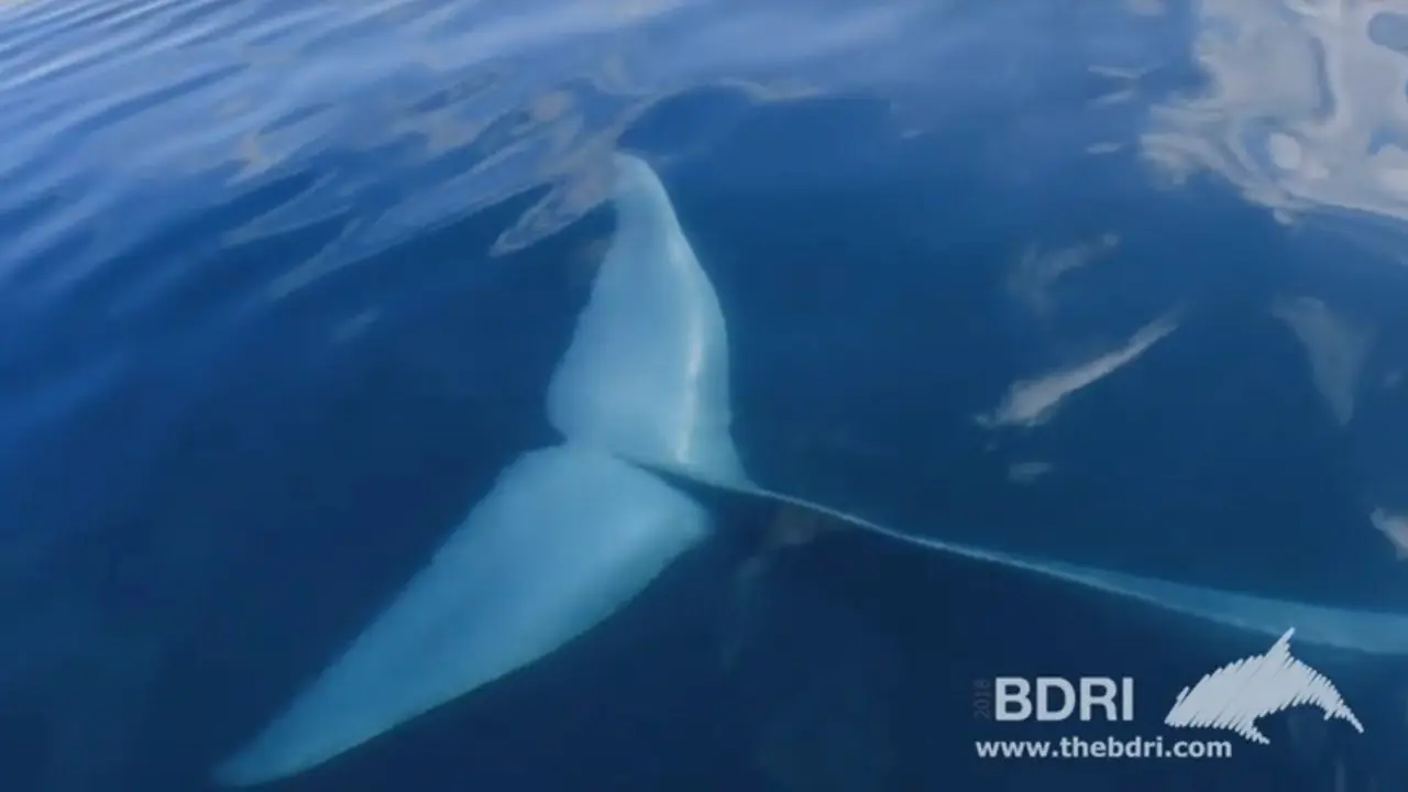 Cola de la ballena azul vista en la costa de Galicia. EP