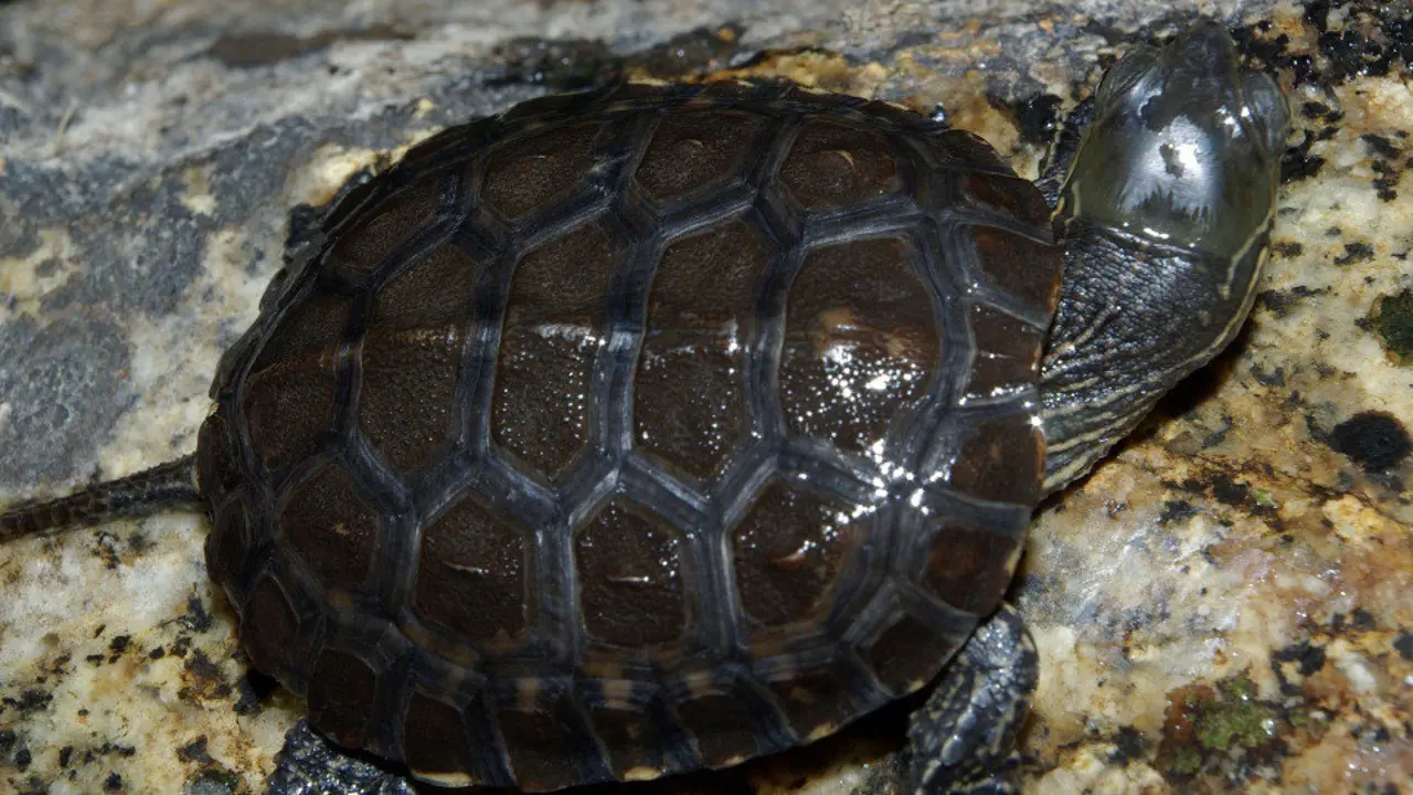Un ejemplar de la tortura Mauremys leprosa. WIKIPEDIA (DAVID PÉREZ)