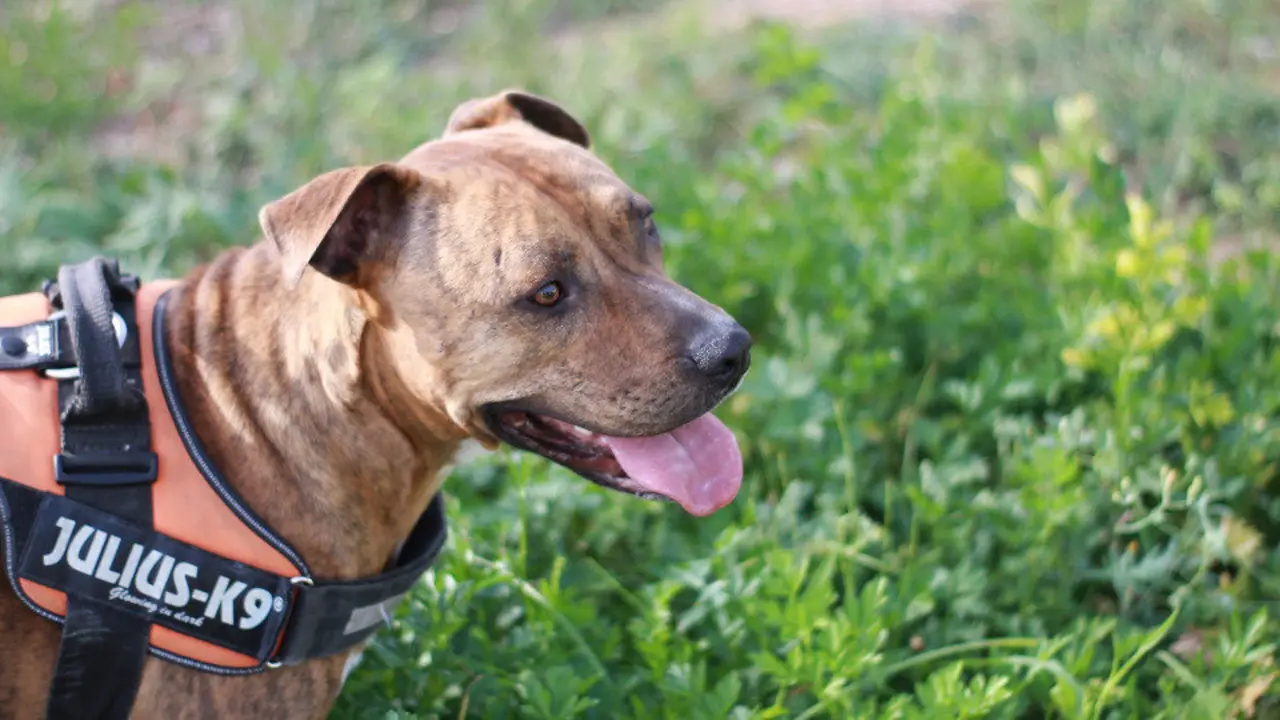 Un perro de la raza American Stanford. AEP