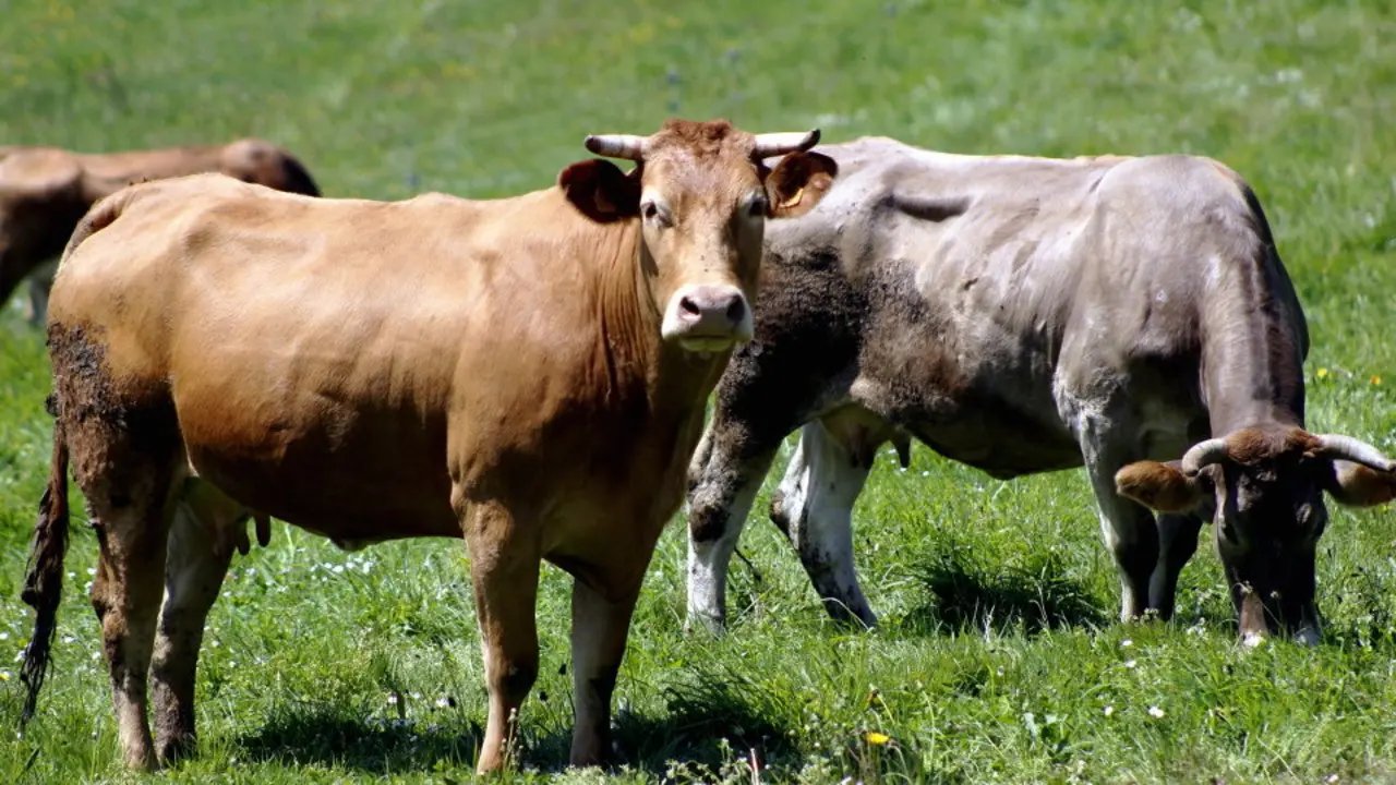 Vacas gallegas pastando. IRIS ÁLVAREZ