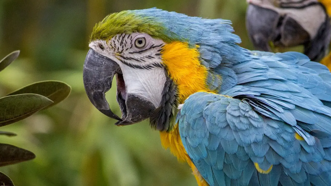 Imagen de un loro. INTERNET