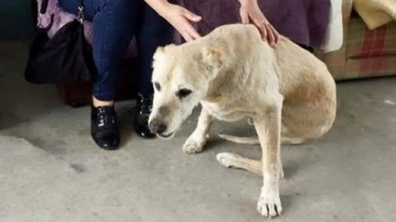 El can fue hallado en una situación extrema en junio de 2016. EP