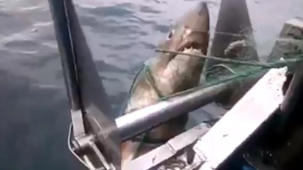 La tripulación no fue capaz de izar al ejemplar, a causa de sus medidas. CEDIDA