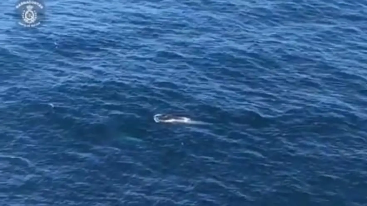 Una ballena con su cría frente a la costa de Corrubedo. EP