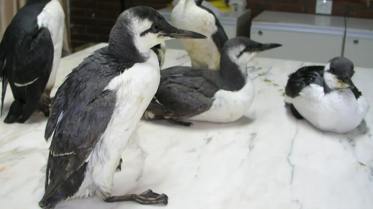 Ejemplares de arao. AEP