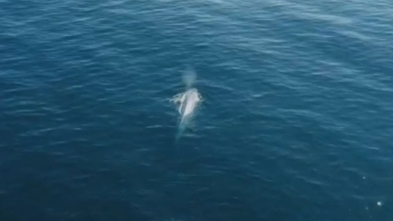 La ballena avistada cerca de las Cíes. BDRI