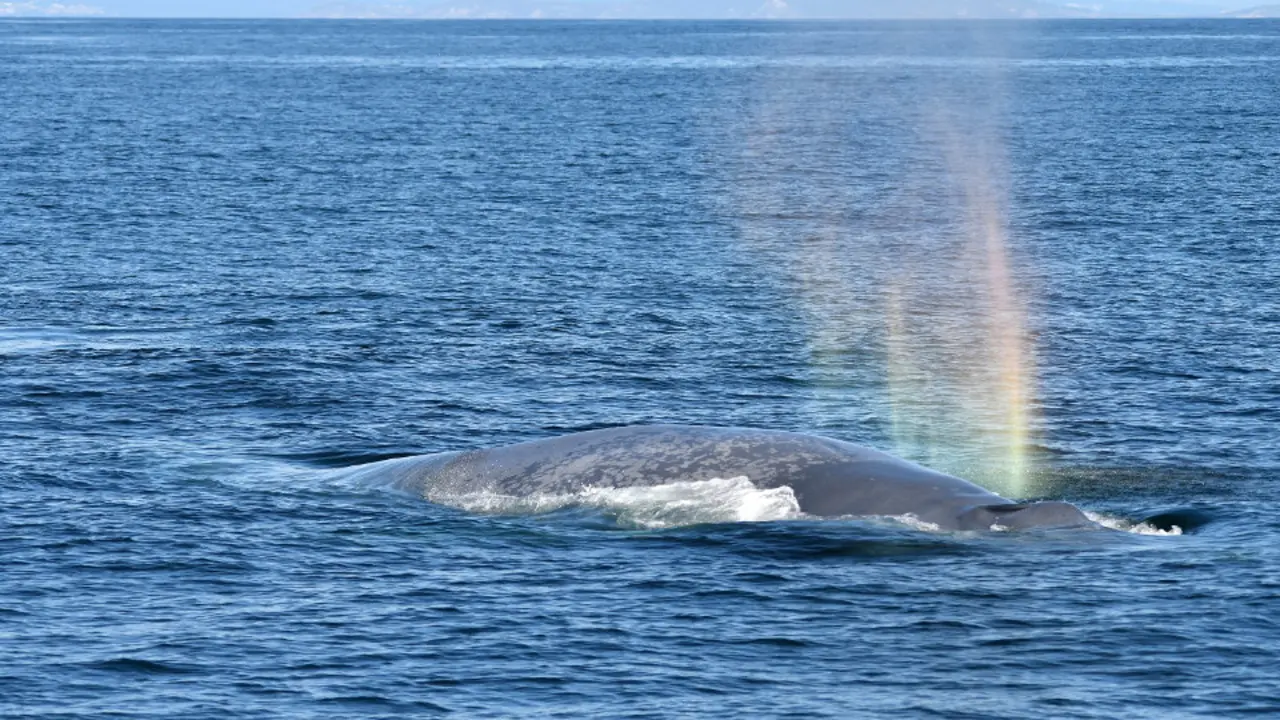 Ballena avistada el pasado año en las proximidades de la Illa de Ons. ARCHIVO