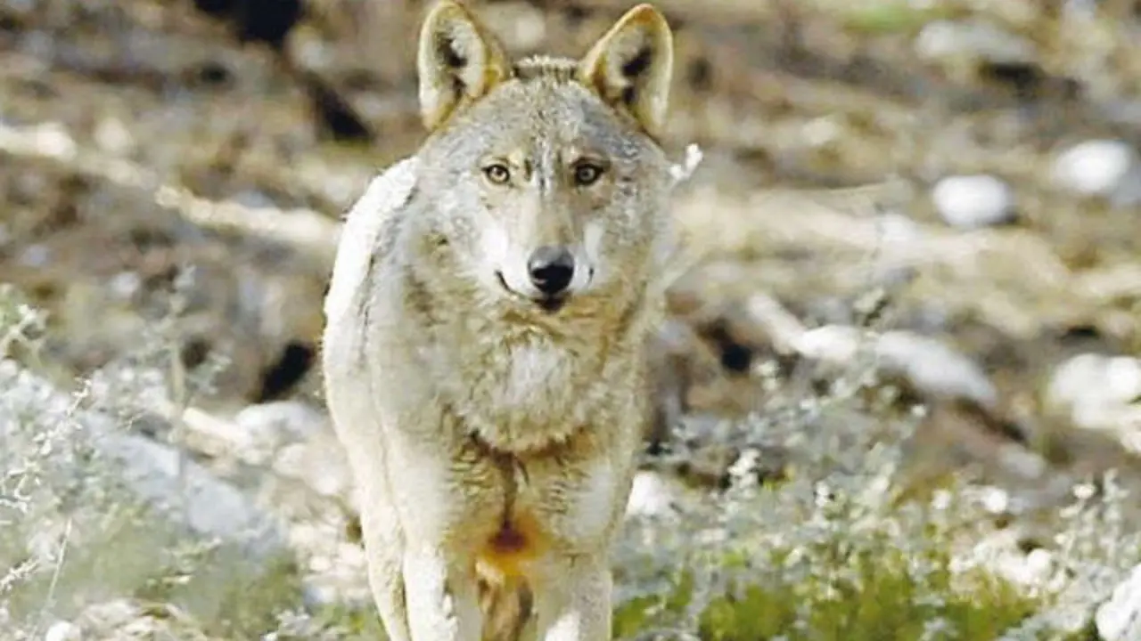 Un lobo. AEP (ARCHIVO)