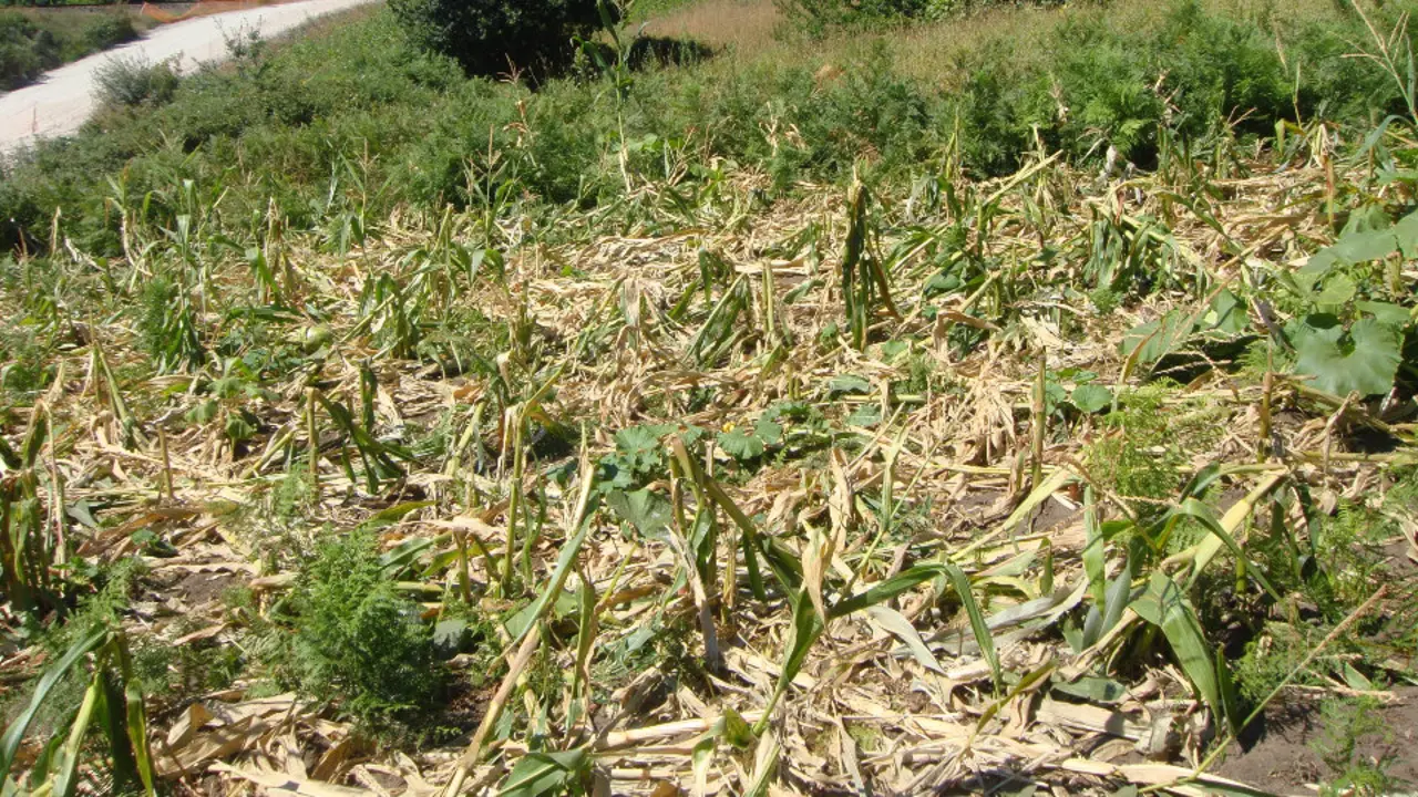 El jabalí está ocasionando multitud de destrozos en plantaciones gallegas.
