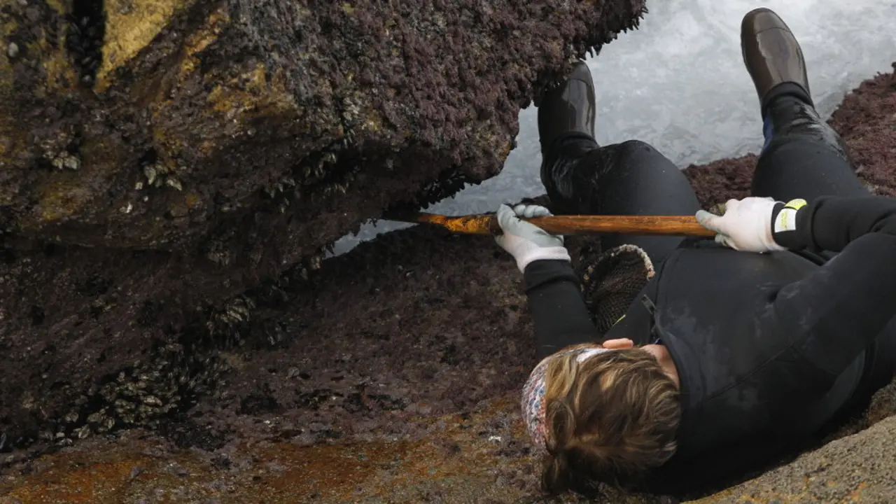 Extracción de percebe. AEP (ARCHIVO)