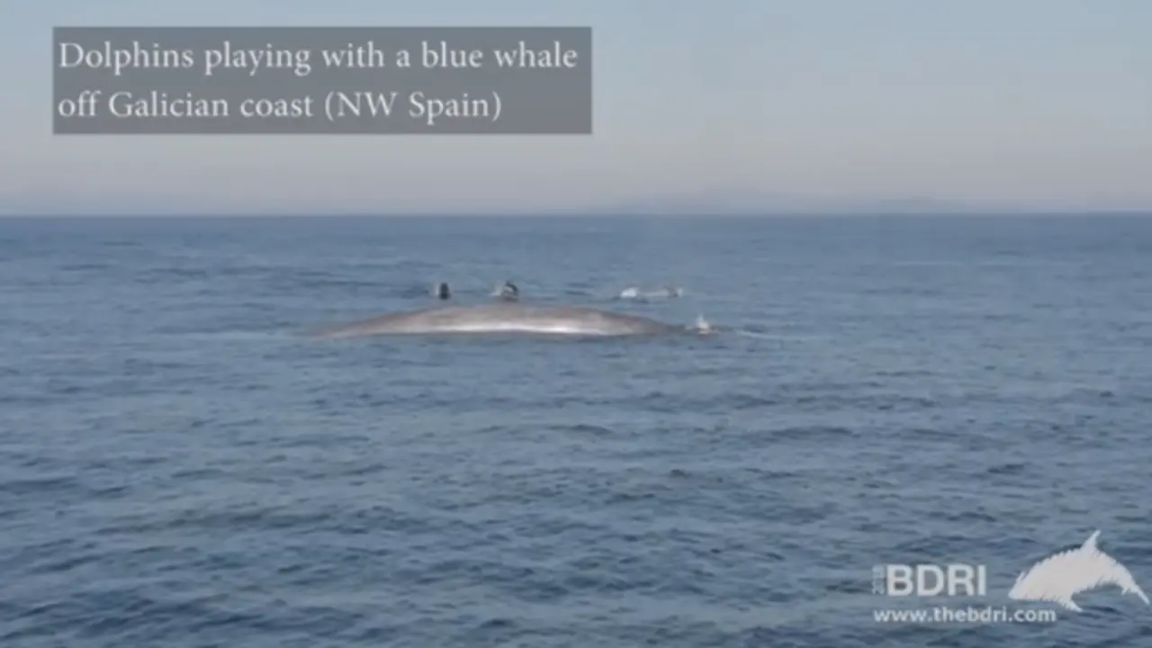 Delfines jugando con una ballena azul. BDRI
