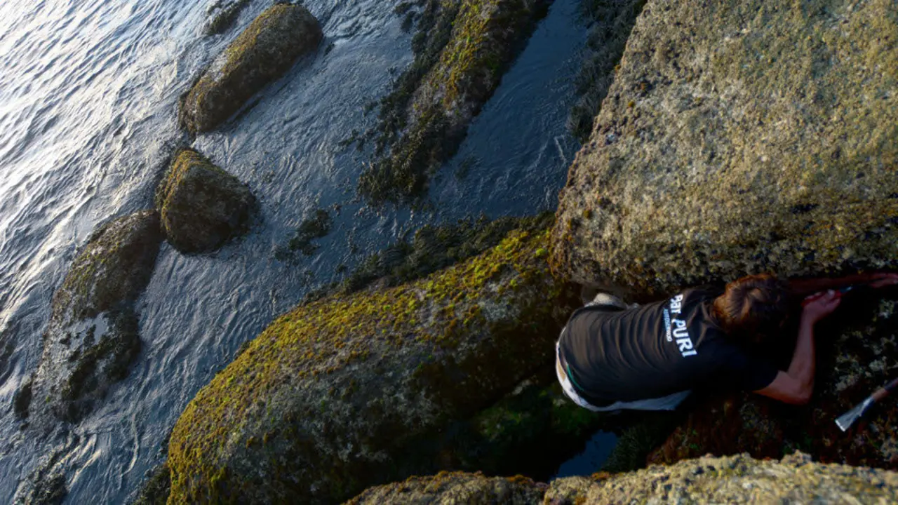 Un mariscador furtivo. ADP