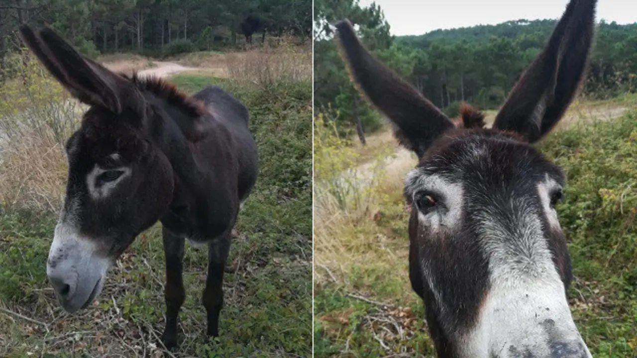 O burro atopado en Fisterra. FACEBOOK