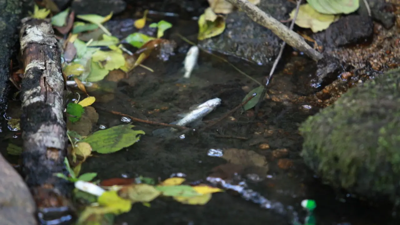 Peces muertos en el río Barbaña. AEP