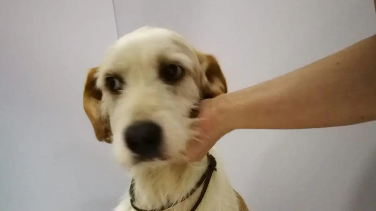 El perro Matías desaparecido. INTERNET