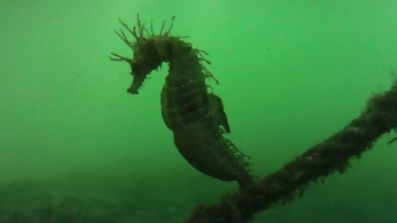 O cabaliño de mar achado en Celeiro. MERGULLOVIVEIRO