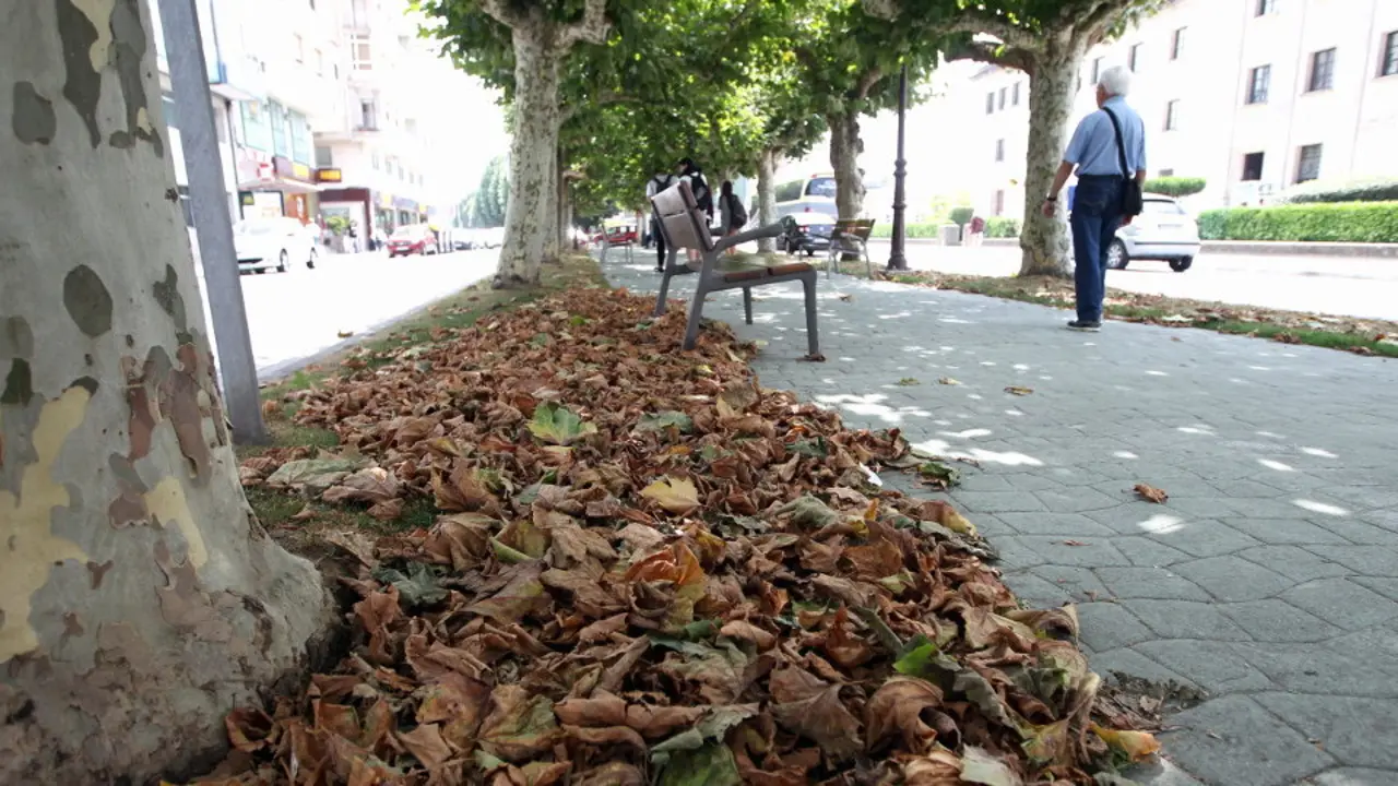 Sol radiante y hojas ca&iacute;das, la viva imagen del vero&ntilde;o. J. V&Aacute;ZQUEZ