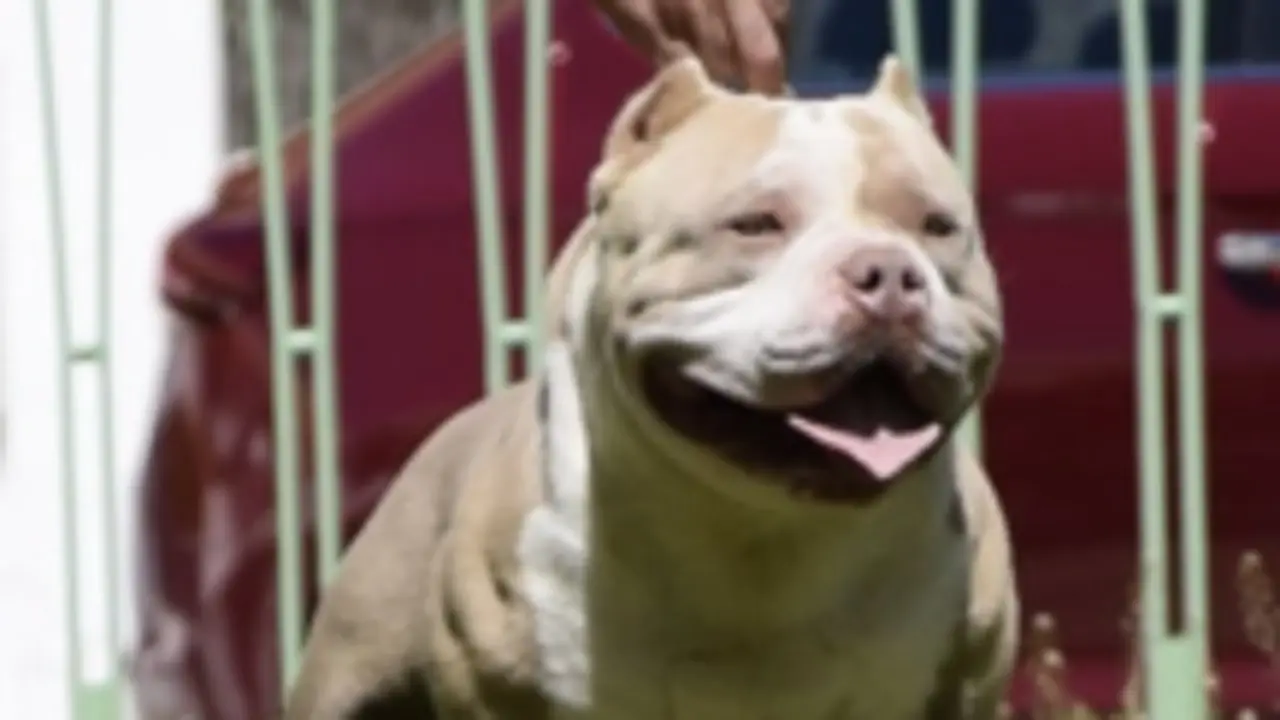 Un can da raza american bully. WIKIPEDIA