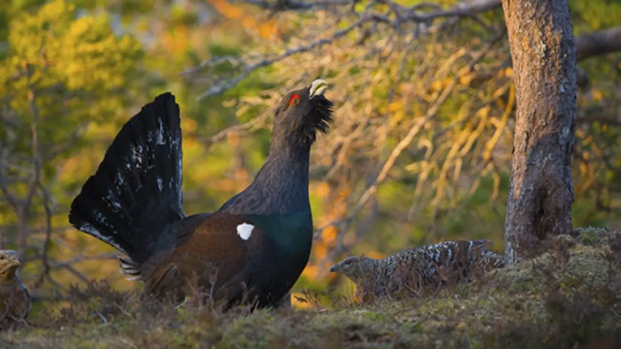 Un ejemplar de urogallo. AEP