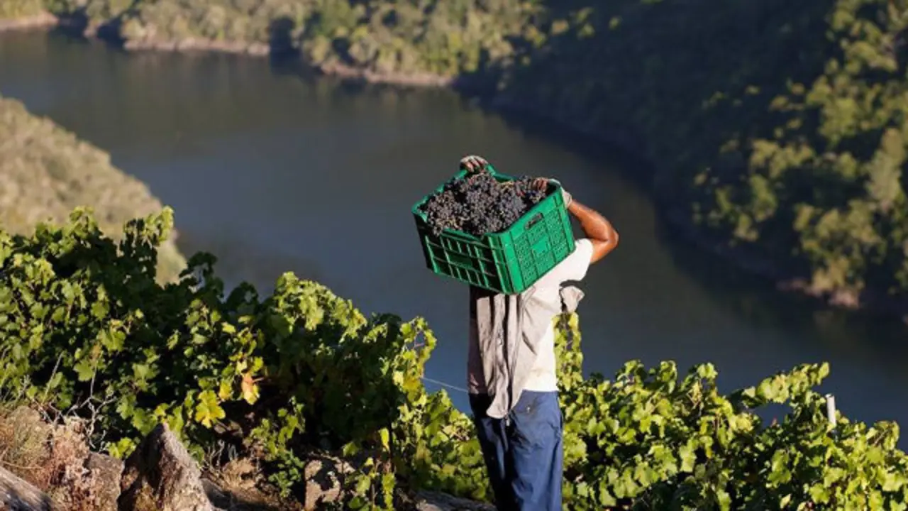 La vendimia en la Ribeira Sacra.AEP