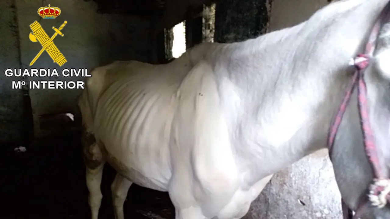 Caballo desnutrido localizado en una explotación de Baiona. DP