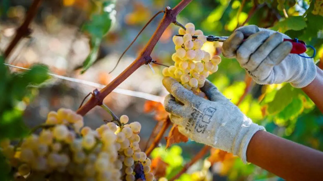 Vendimia en un viñedo. VALENTIN FLAURAUD (EFE)