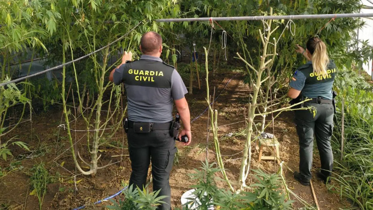Plantas de marihuana en Caldas de Reis