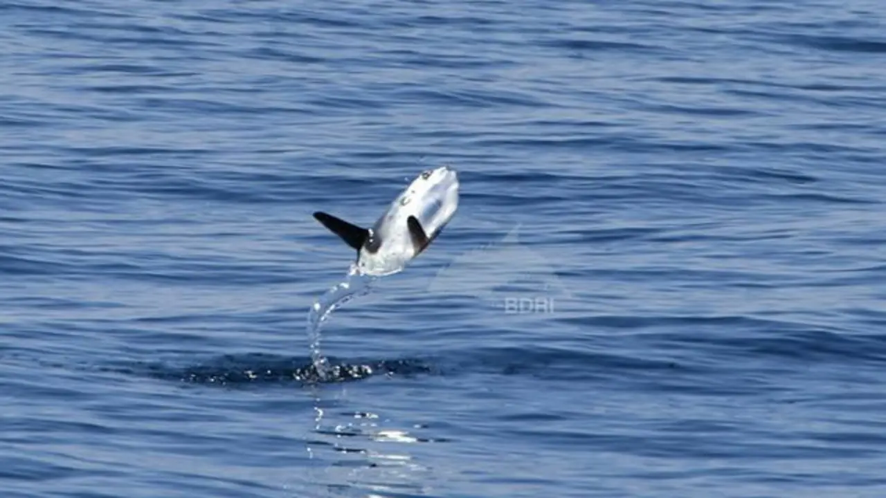 Un ejemplar de pez luna captado por el BDRI.FACEBOOK
