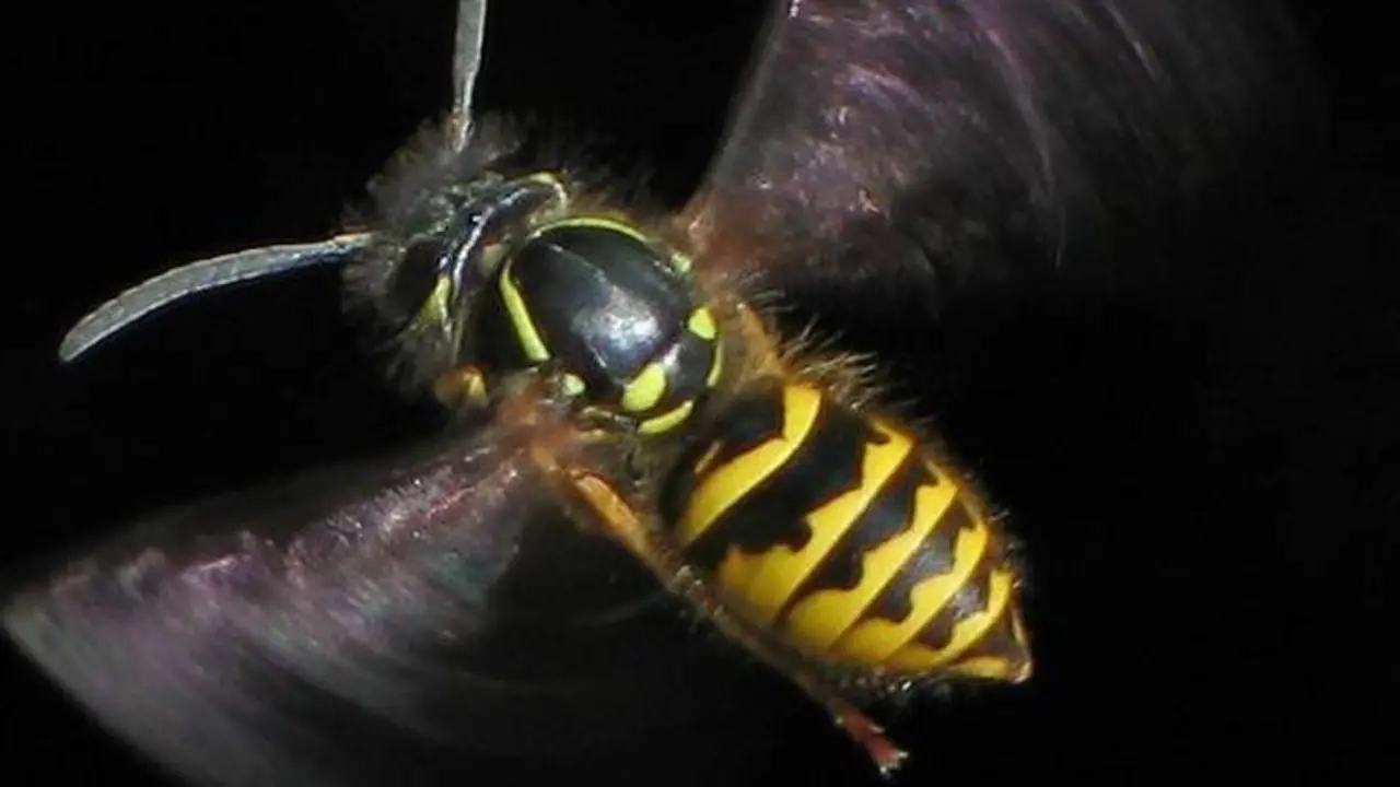 Una avispa común al vuelo.Soebe (WIKIPEDIA) 