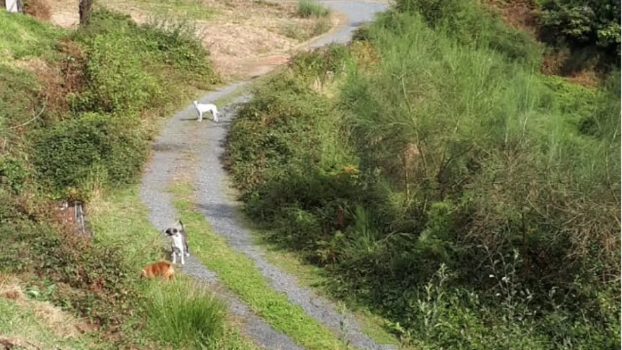 Imagen de los canes sueltos el pasado lunes, cedida por los vecinos. DP