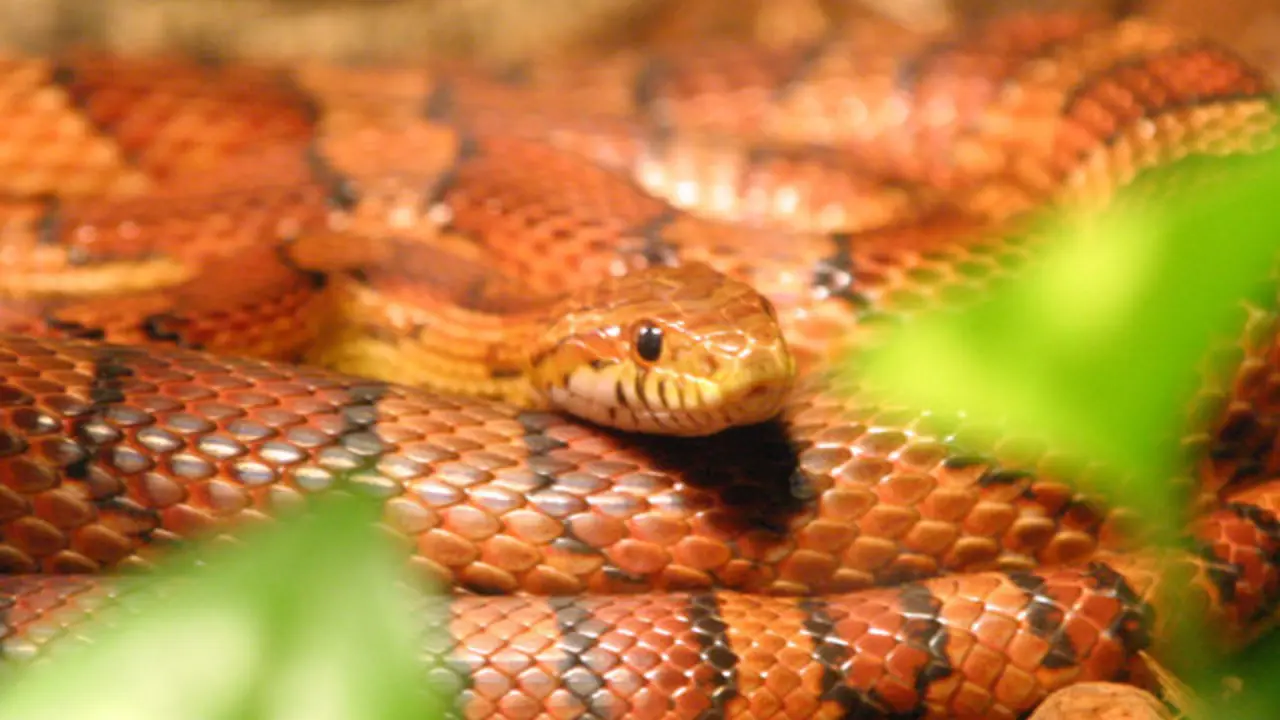 Serpiente del maíz. MIKE WESEMANN (Wikipedia)