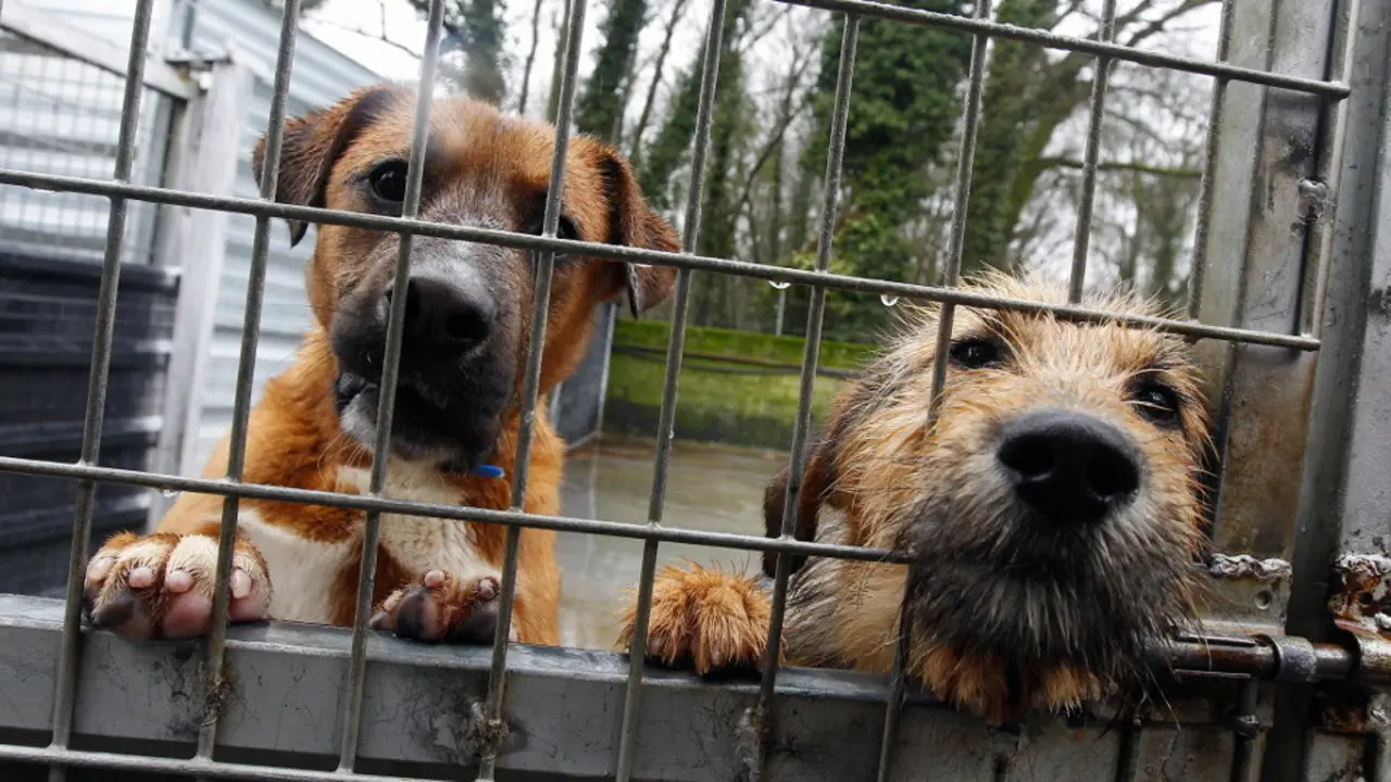 Protectora de animales. XESÚS PONTE