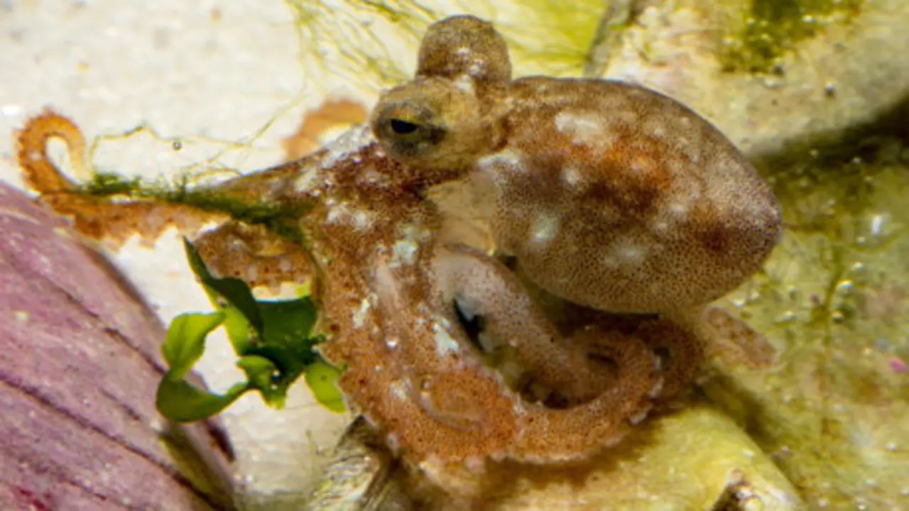 Imagen de uno de los pulpos. IEO VIGO