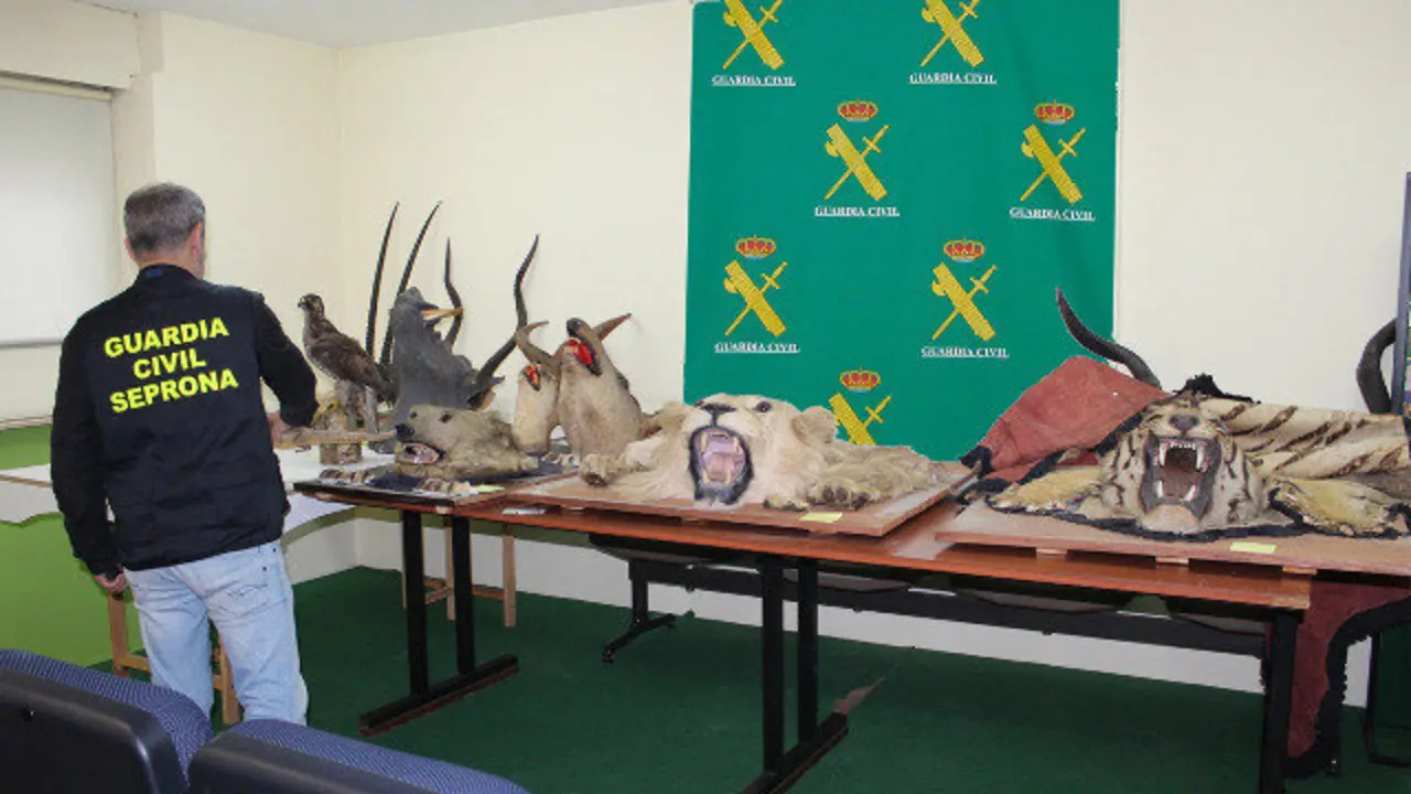 Cabezas de animais disecadas incautadas polos axentes. GARDA CIVIL