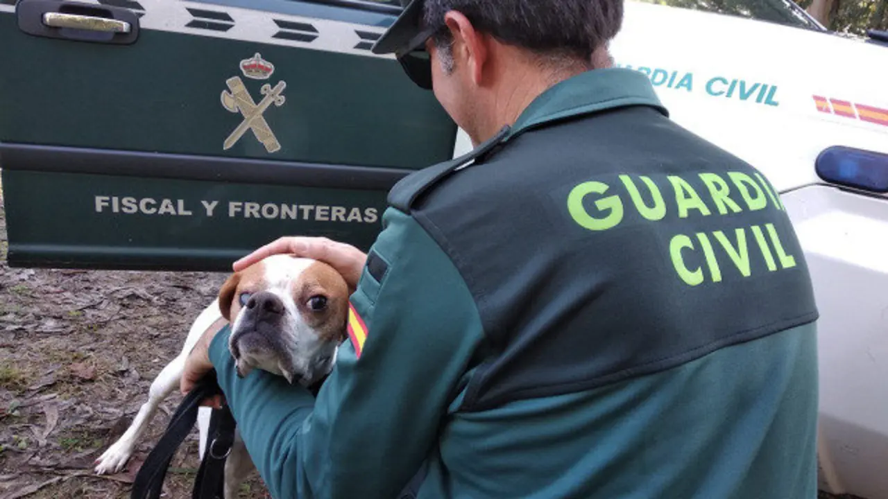 El perro, tras ser rescatado en Gondomar. DP