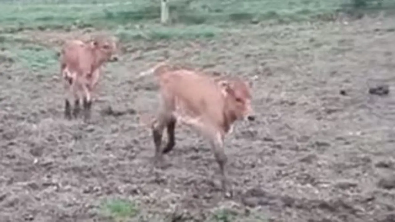 Ternero de tres patas. EP