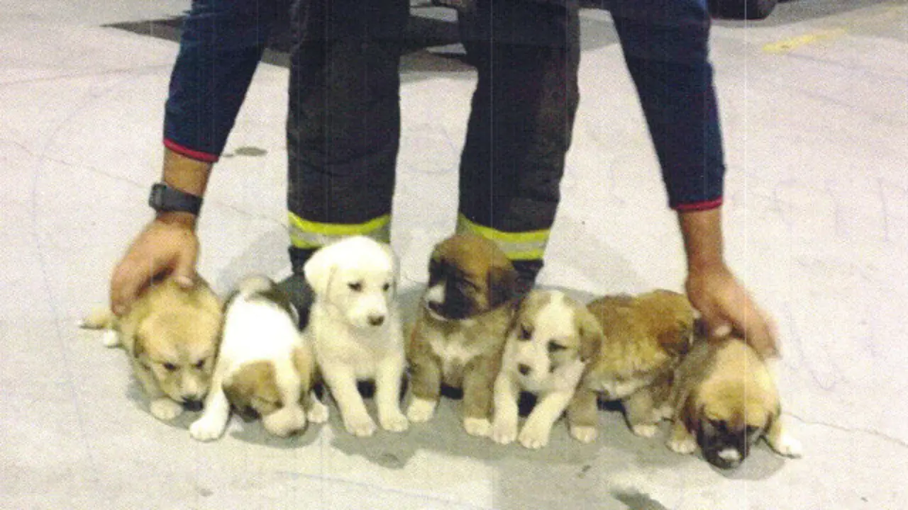 Los cachorros de mastín abandonados. EP
