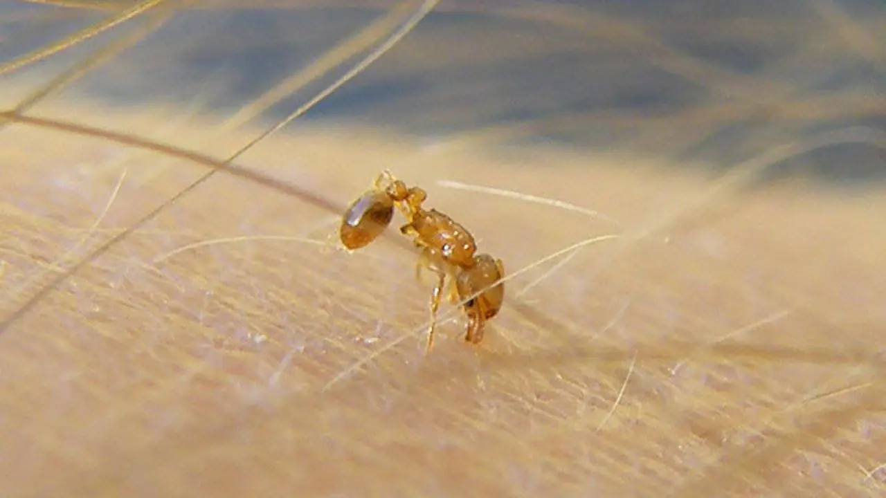 Ejemplar de la llamada hormiguita de fuego. WIKIPEDIA