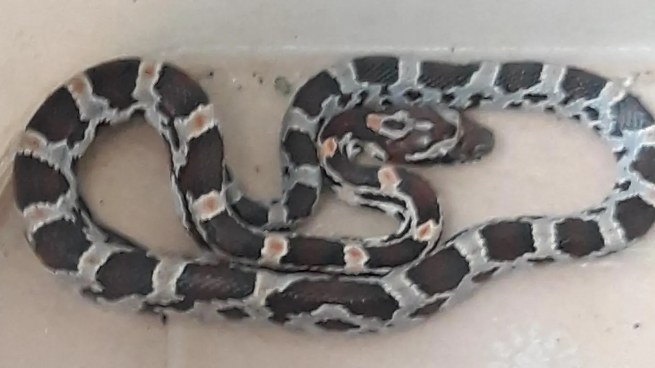 Ejemplar recogido en un portal de Vigo.DP