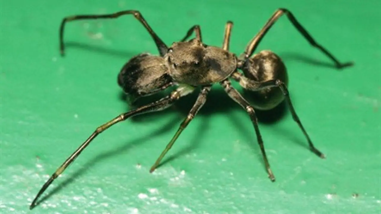 Araña que dá leche. WIKIMEDIA COMMONS