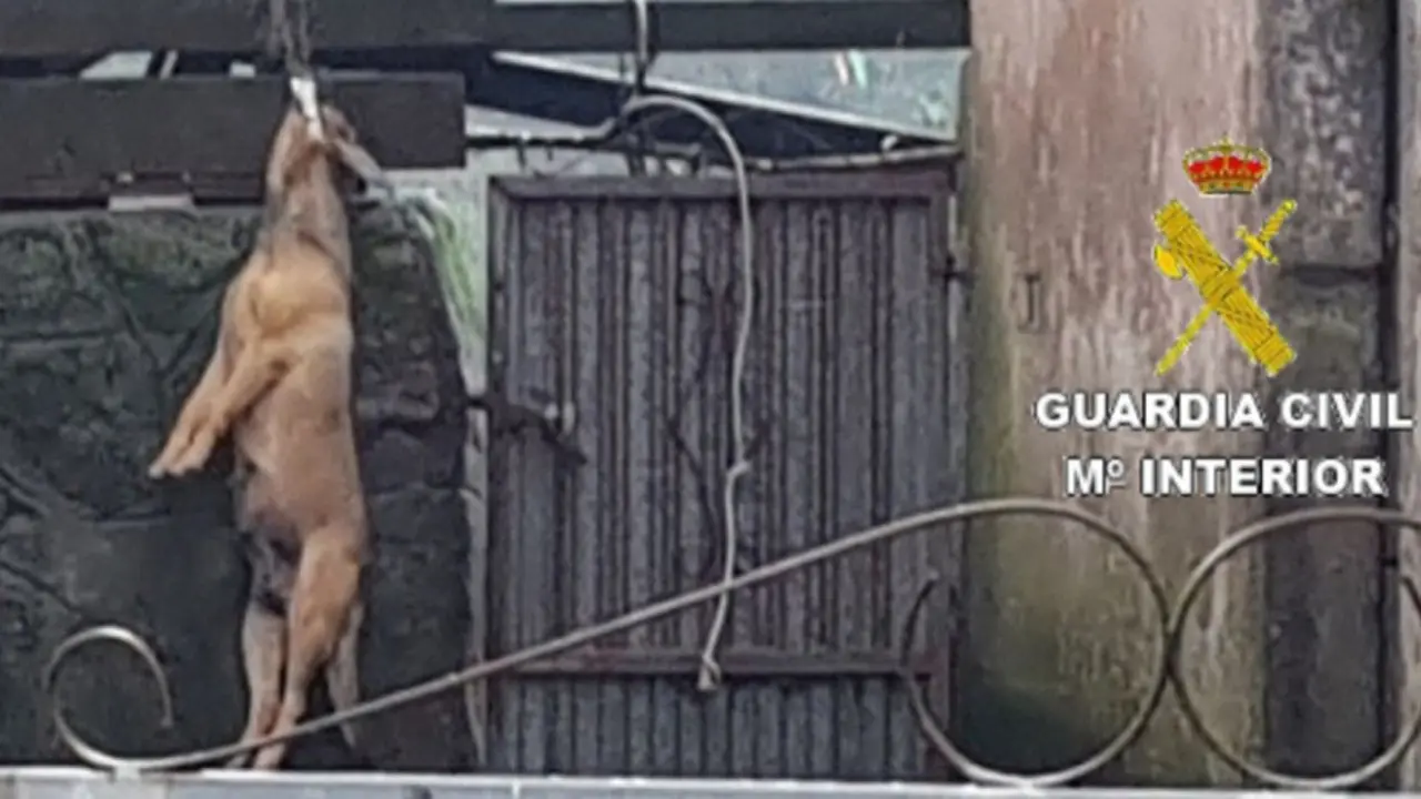 Los agentes localizaron el perro ahorcado en el patio trasero de la vivienda. GUARDIA CIVIL