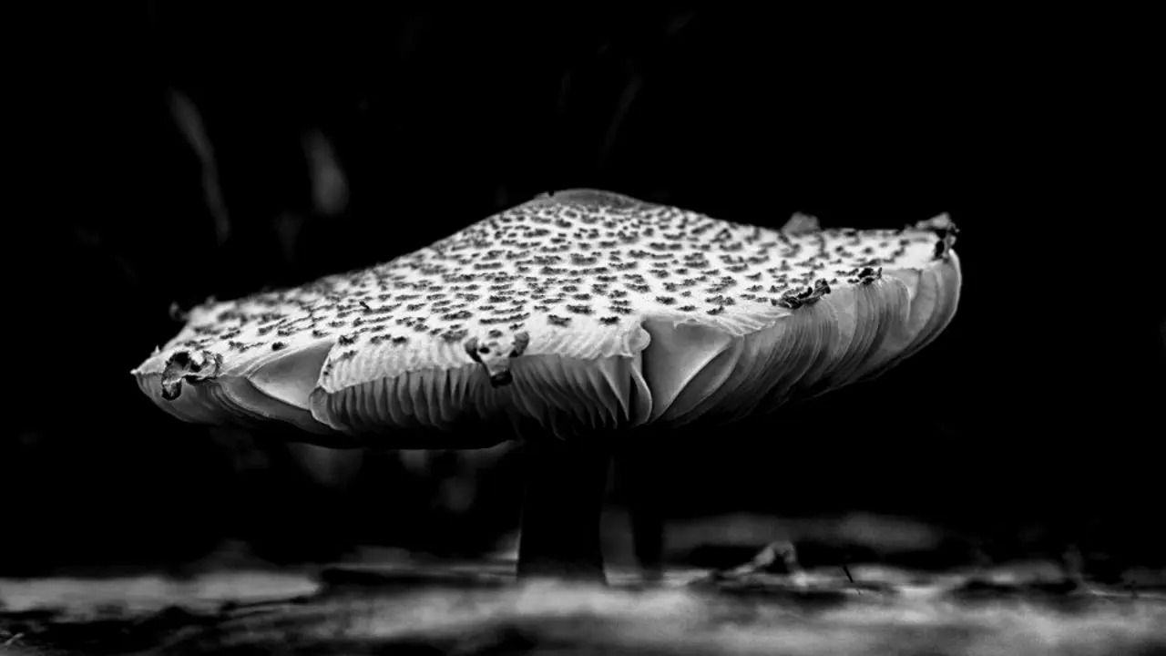 Seta (artigo de Manuel Gago)