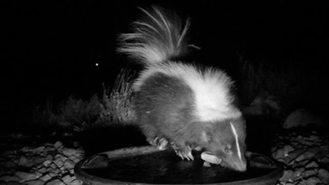 La mofeta registrada en el estudio, con una piedra. TWITTER (@ANTHROPOCENEMAG)