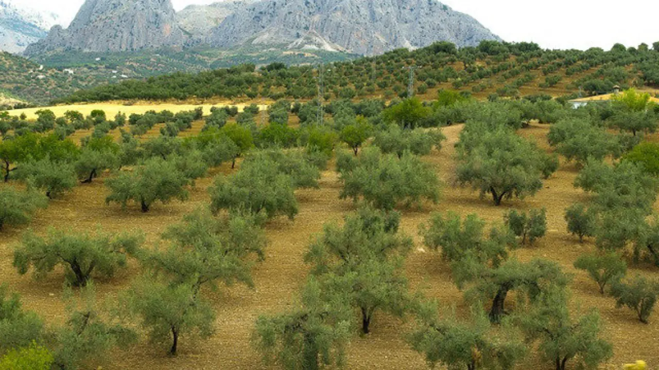 O mozo era obrigado a traballar máis de dez horas ao día no campo sen retribución. EP