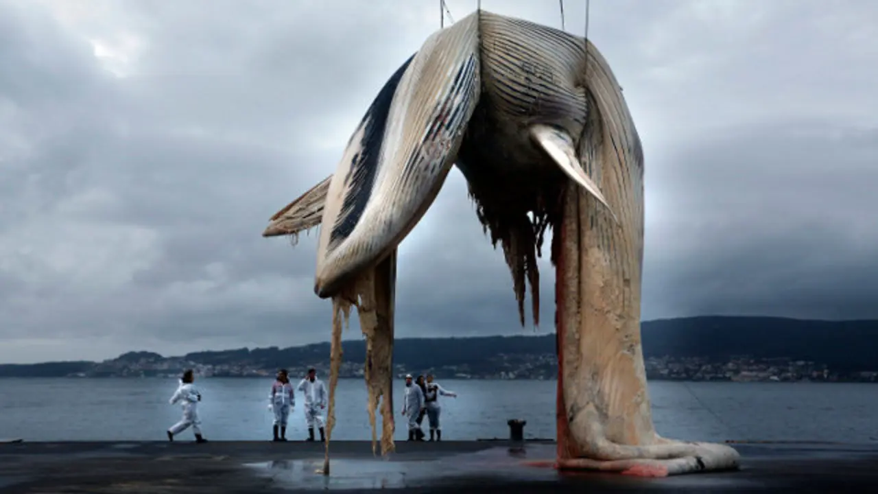 Ballena trasladada ao porto de Marín. JAVIER CERVERA-MERCADILLO