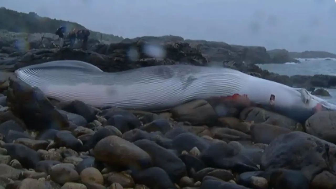 Ballena varada en Oia. TVG