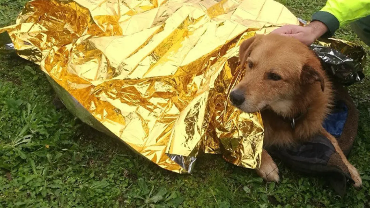 Perro herido tras ser atropellado en Ribadavia. POLICÍA NACIONAL