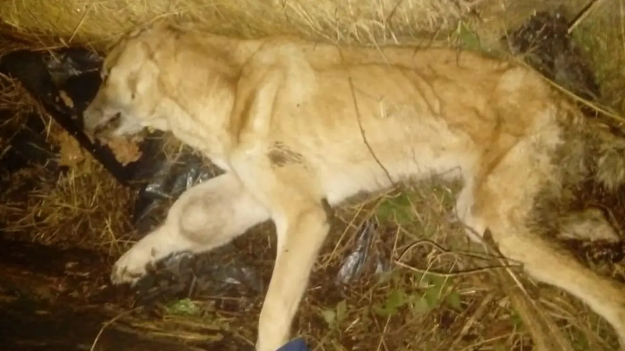 O can falecido, con claros síntomas de desnutrición. AEP