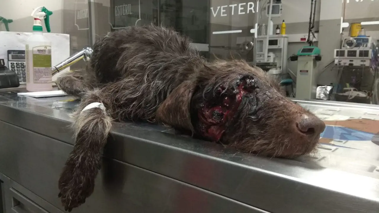 El perro herido en Porto do Son. TWITTER (@LIBERAONG)